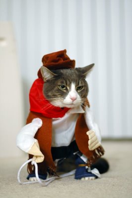 Cat Cowboy