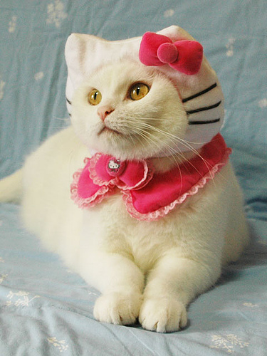 costumed cat