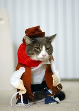 9 Halloween Costume Ideas for Your Cat