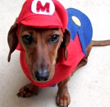 9 Halloween Costume Ideas for Your Dog