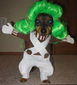 9 Halloween Costume Ideas for Your Dog - 123Print Blog