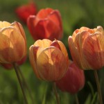 Stop and Smell the Dutch Tulips