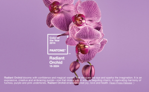 Pantone Color of the Year 2014 Radiant Orchid