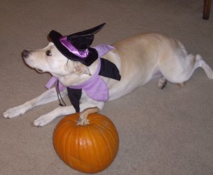Cute pet costume with dog in witch costume.