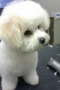 cute dog groomed