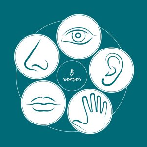 The five senses represented with a circular white and blue diagram and icons that include an eye, a nose, a mouth, a hand, and an ear.