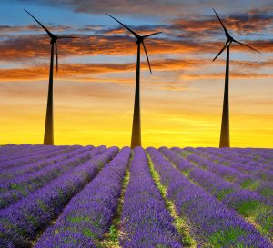 Three wind turbines spin in the sky right after sunset above a vibrant lavender field.