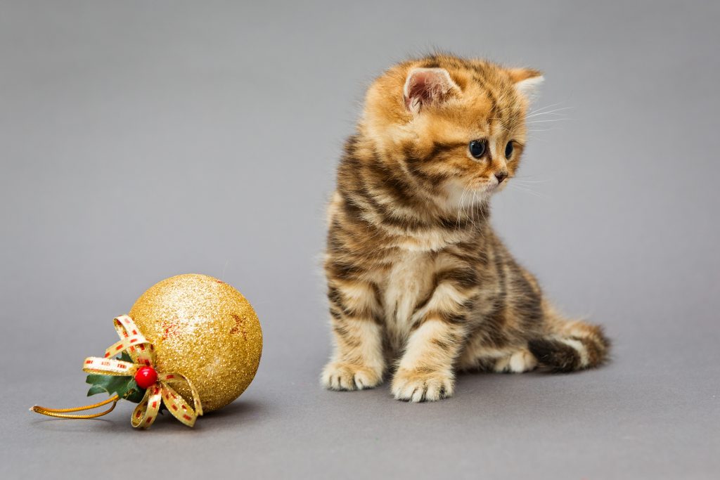 Little kitten British marble with Christmas toys on a grey background