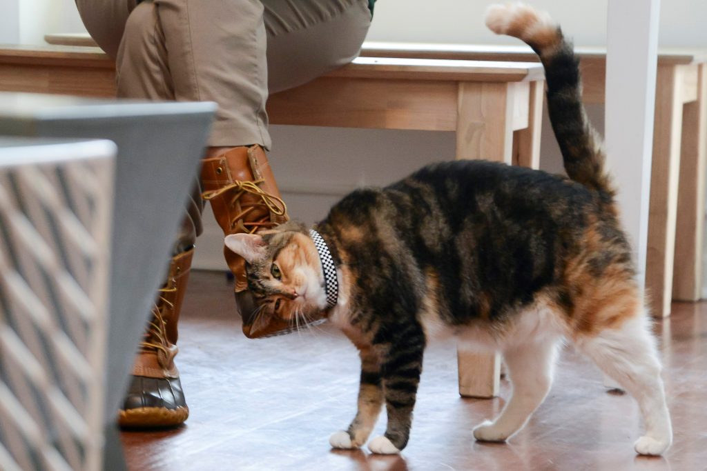 Calico cat rubbing its head and ears against a seated person's foot.