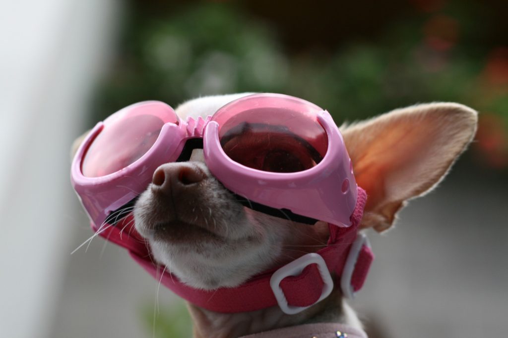 a little dog wearing pink sunglasses looking up 
