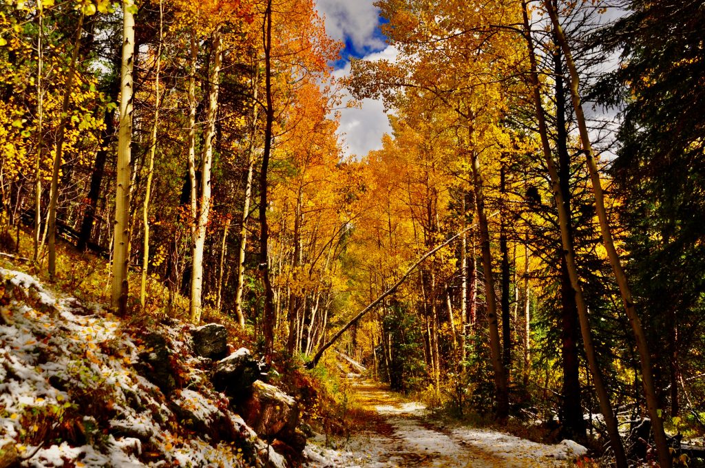 Autumn foliage in the woods in orange, yellow, and green shades.